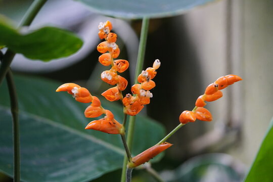 Aphelandra sinclairiana Nees ex Benth. is a plant species commonly called "coral aphelandra," "orange shrimp plant" or "Panama queen.