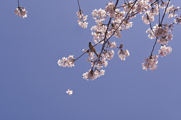 Bird plays with Cherry Blossoms against Sky.