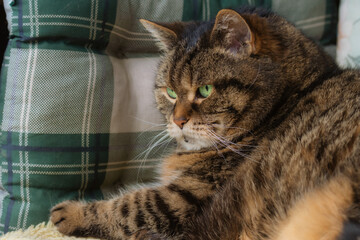 Tabby cat with striking green eyes lying on a cushion with a chequered pattern