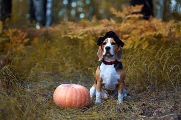 A Halloween greeting card. A beagle dog with a spider on its head sits in the autumn forest next to...