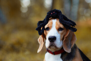 A Halloween greeting card. Portrait of a beagle dog with a large spider on its head.
