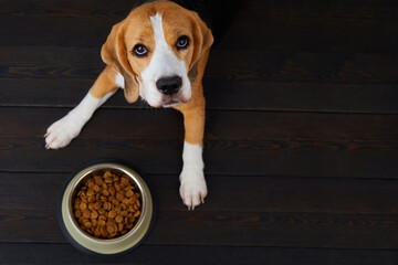 A hungry beagle dog is lying on a dark floor next to a bowl of dry food. Waiting for feeding. Top...