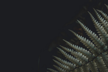 Fern leaf closeup, dark moody green jungle leaf botanical, artistic background with space for text