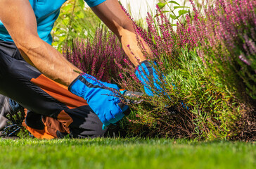 Fototapeta na wymiar Gardener Cleaning Garden Plants by Removing Dead Plant Leaves