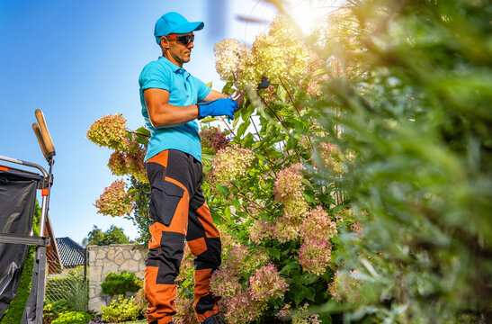 Large Flowering Pink Hortencia and the Garden Keeper