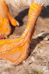 Sunlit river, duck creating soft waves. Nature's ballet, a symphony of flowing water and flapping wings