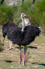 Intimate portrait, depth in its gaze. Curiosity and wonder in nature's unique flightless bird. Exotic and captivating