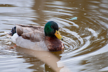 Obraz premium Graceful duck, shimmering reflection below. A calm river scene, capturing the rhythm of nature in its purest form
