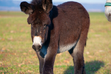Glowing horizon, donkeys silhouetted against golden crops. Rustic charm, essence of traditional farming in a single frame
