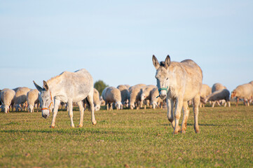Obraz premium Glowing horizon, donkeys silhouetted against golden crops. Rustic charm, essence of traditional farming in a single frame