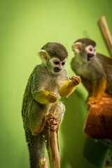 A young squirrel monkey, with its distinctive brown and white fur, sits with curiosity in a tropical rainforest reserve. Its expressive eyes and playful demeanor make it a captivating subject, epitomi