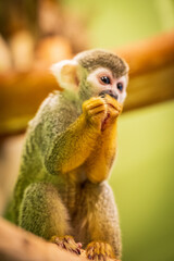 A young squirrel monkey, with its distinctive brown and white fur, sits with curiosity in a tropical rainforest reserve. Its expressive eyes and playful demeanor make it a captivating subject, epitomi