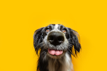 Portrait cute and funny puppy dog with sweet eyes. Isolated on yellow background