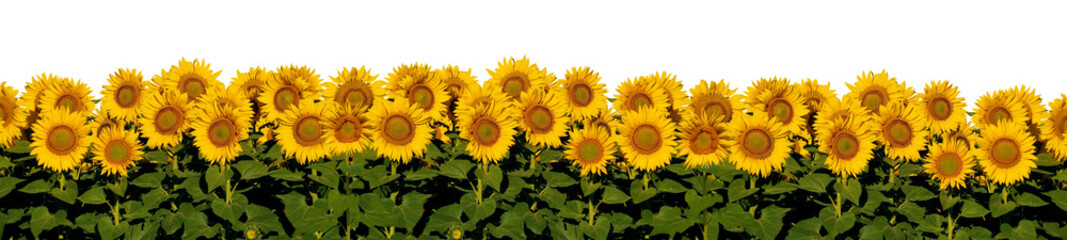 A row of vibrant sunflowers with lush green leaves