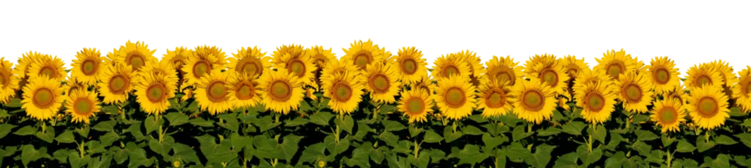 Poster A row of vibrant sunflowers with lush green leaves © Ann