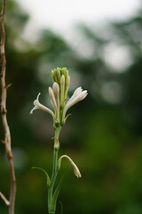 White tuberose (sampangi) flower in nature background.