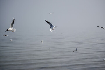 Seagulls fly against the background of fog over the water on the seashore