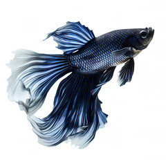 Fototapeta premium A betta fish