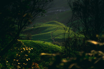 lush green landscape of tea garden