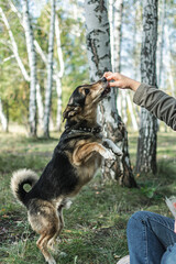 a small domestic mongrel dog on a walk with the owner. dog training. friendship of a man and a dog. animals from the shelter