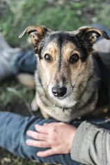 a small domestic mongrel dog on a walk with the owner. Pets. friendship of a man and a dog. animals from the shelter