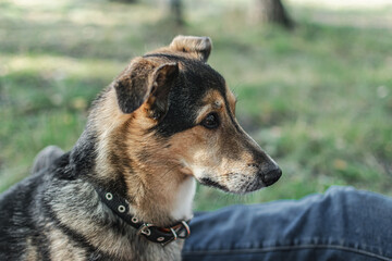 a small domestic mongrel dog on a walk with the owner. Pets. friendship of a man and a dog. animals from the shelter