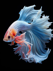 Big tail goldfish on black background,created with generative ai tecnology.