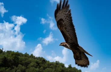 The Levant sparrowhawk (Accipiter brevipes). Hawk in flight in sky. Albanian mountains fauna