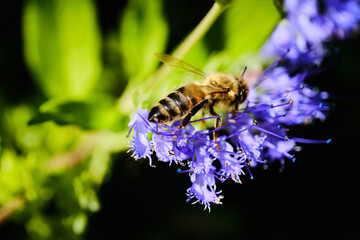 Bee pollinating flower