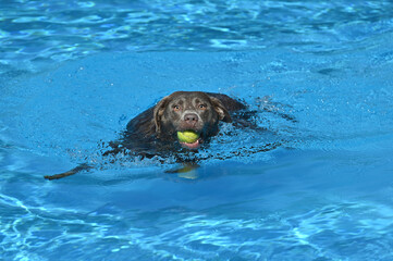 Hund im Pool