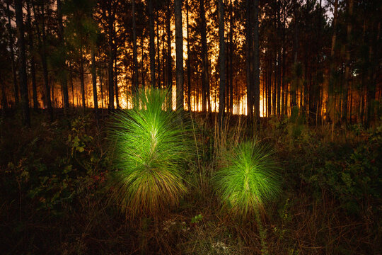 Longleaf pine seedlings at night with a controlled burn glowing in the background