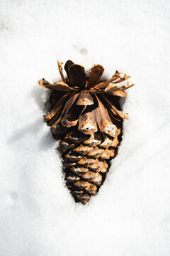 Large pine cone in the snow, closeup