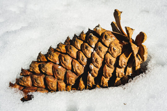 Large pine cone in the snow, closeup