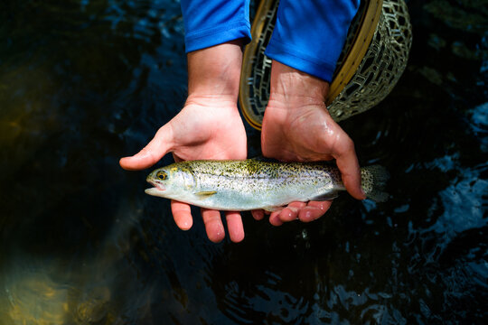 A man holds a trout in the Cimarron River at Cimarron Canyon State Park, New Mexico