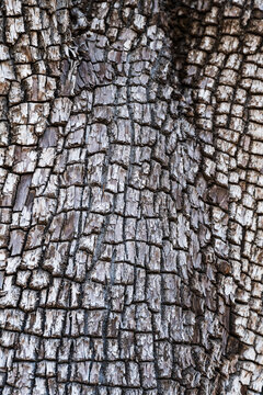 Alligator Juniper bark, Manzano Mountains State Park, New Mexico