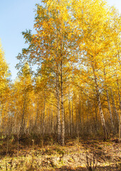 Fototapeta premium Young birch forest in autumn. Nature
