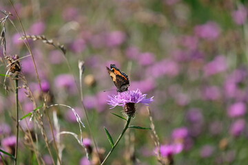 Schmetterling auf Distelblüte