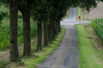 Baumallee mit Weg und Stop-Schild