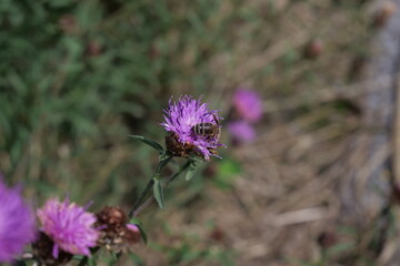 Biene auf pink Distelblüte