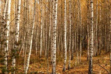 Trunks of young birches in the forest in autumn