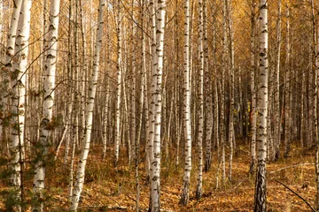 Gordijnen Trunks of young birches in the forest in autumn © schankz
