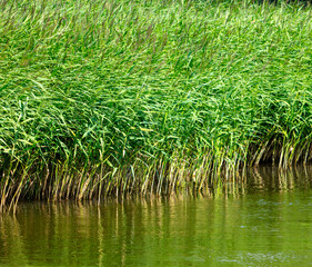 Obraz premium Green reeds by the pond in summer. Nature
