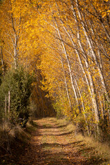 Obraz premium Bosque en otoño 