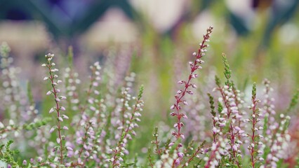 Heather flowers, close up detail of wild floral shrub foliage