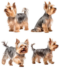 Yorkshire Terrier (Standing left, Sitting, Running, Standing Right)