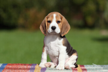 Cute little beagle puppy in nature