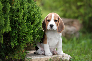 Cute little beagle puppy in nature - obrazy, fototapety, plakaty