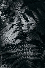 background of ferns