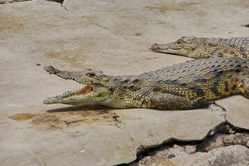 Big Nile Crocodiles living in captivity in an enclosure on a Crocodile farm for leather production, close to Arba Minch in Ethiopia.