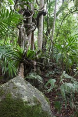 Trees In The Rainforest; Gold Coast Hinterland, Queensland, Australia